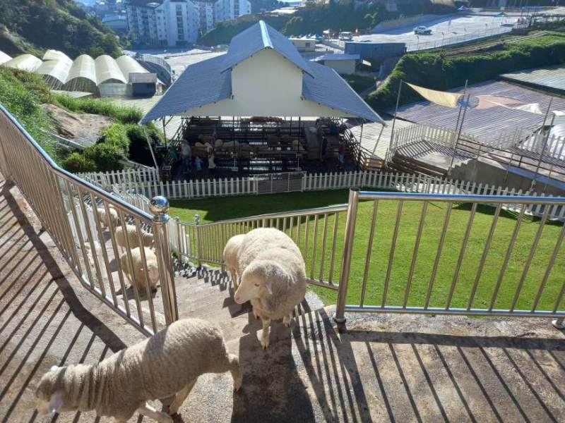 Sheep Sanctuary Cameron Highlands 2022.jpg