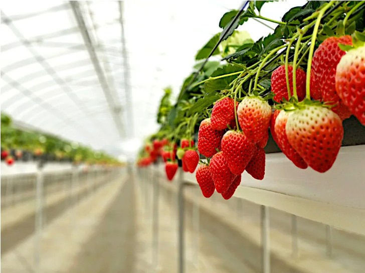 Strawberry Farm 2022.jpg