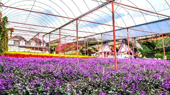 lavender garden cameron highland.jpg