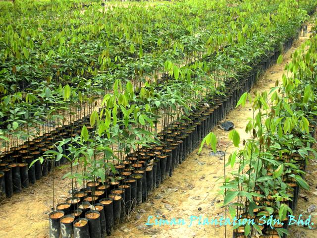 Rubber seedlings