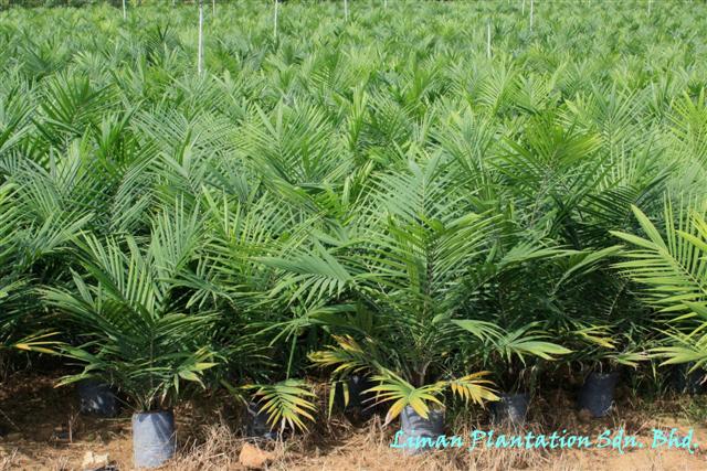 Oil palm seedlings