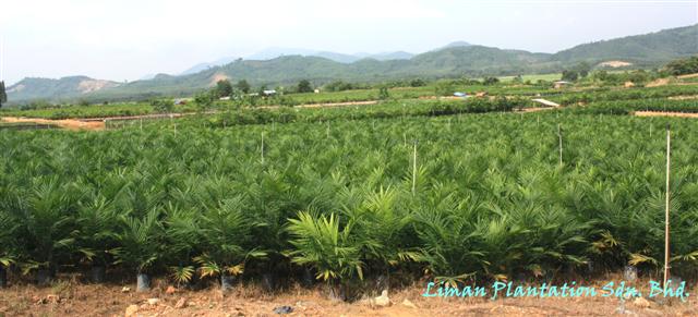 Oil palm seedlings in the nursery