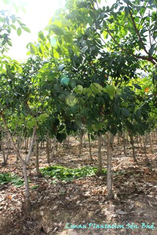 Source bush nursery