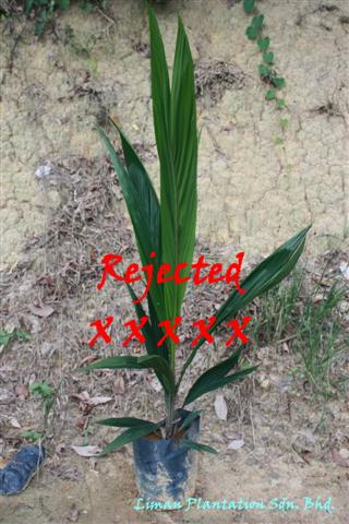  Rejected seedlings