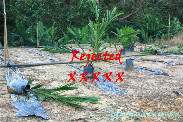 Rejected oil palm seedlings