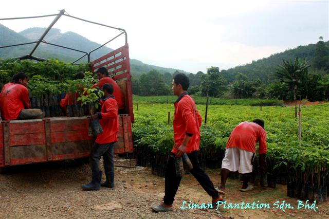 Loading rubber buddings