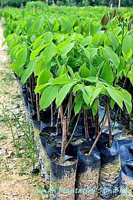 Malaysia Rubber seedlings buddings