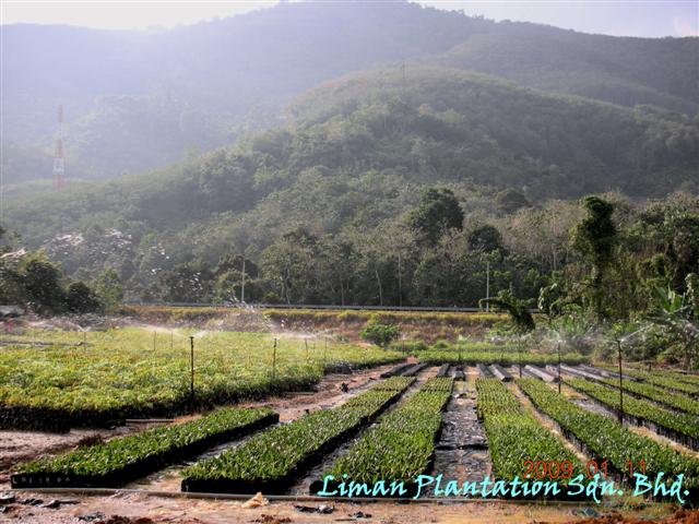 Oil palm seedlings nursery