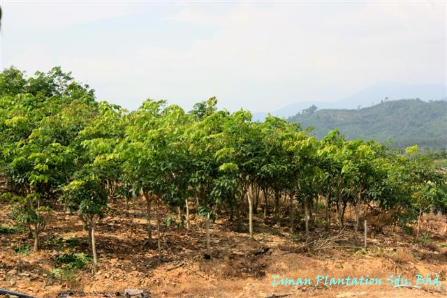 source bush nursery