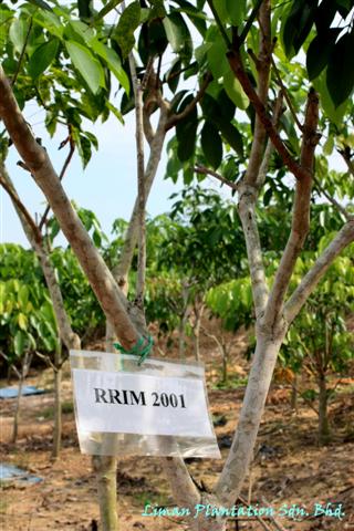 Source bush nursery